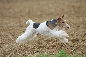 Wirehaired: Dog - Wire-haired / Wirehaired Fox Terrier puppy