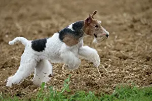 Wirehaired: Dog - Wire-haired / Wirehaired Fox Terrier puppy