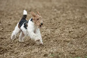 Wirehaired: Dog - Wire-haired / Wirehaired Fox Terrier puppy