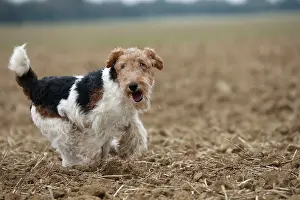 Wirehaired: Dog - Wire-haired / Wirehaired Fox Terrier puppy