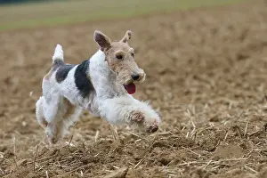 Wirehaired: Dog - Wire-haired / Wirehaired Fox Terrier puppy