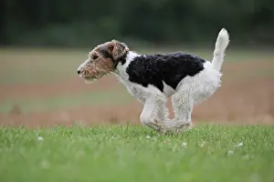 Wirehaired: Dog - Wire-haired / Wirehaired Fox Terrier puppy