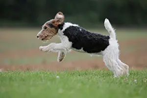 Wirehaired: Dog - Wire-haired / Wirehaired Fox Terrier puppy