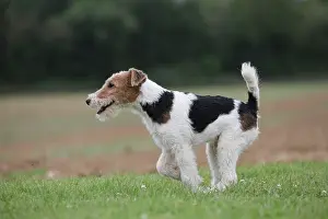 Wirehaired: Dog - Wire-haired / Wirehaired Fox Terrier puppy