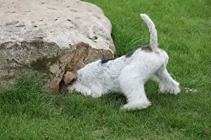 Wirehaired: Dog - Wire-haired / Wirehaired Fox Terrier puppy