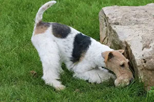 Wirehaired: Dog - Wire-haired / Wirehaired Fox Terrier puppy