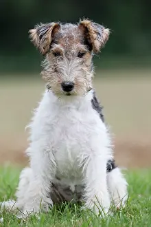 Wirehaired: Dog - Wire-haired / Wirehaired Fox Terrier puppy