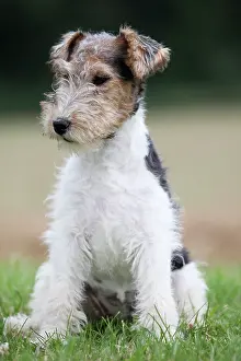 Wirehaired: Dog - Wire-haired / Wirehaired Fox Terrier puppy