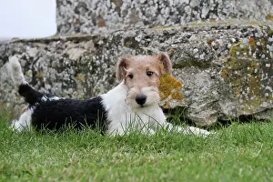 Wirehaired: Dog - Wire-haired / Wirehaired Fox Terrier puppy