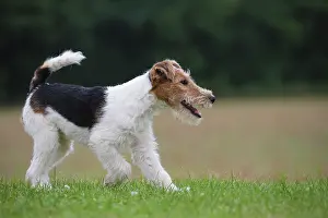 Wirehaired: Dog - Wire-haired / Wirehaired Fox Terrier puppy
