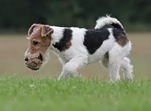 Wirehaired: Dog - Wire-haired / Wirehaired Fox Terrier puppy