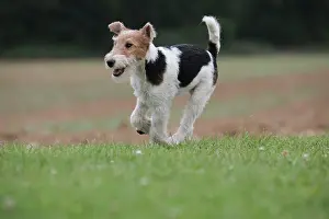 Wirehaired: Dog - Wire-haired / Wirehaired Fox Terrier puppy