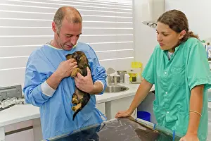 Examine: Dog - Wirehaired Dachshund being examined by vet