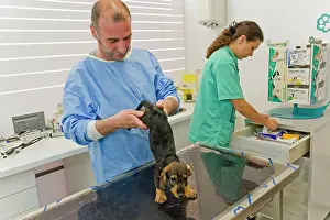 Examine: Dog - Wirehaired Dachshund being examined by vet