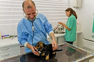 Examine: Dog - Wirehaired Dachshund being examined by vet