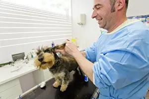 Examine: Dog - Wirehaired Dachshund being examined by vet
