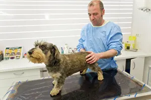 Examine: Dog - Wirehaired Dachshund being examined by vet