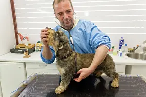 Examine: Dog - Wirehaired Dachshund being examined by vet