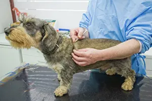 Examine: Dog - Wirehaired Dachshund being examined by vet
