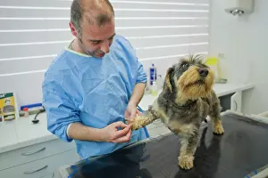 Examine: Dog - Wirehaired Dachshund being examined by vet