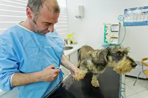 Clipping: Dog - Wirehaired Dachshund being examined by vet