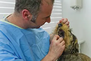 Examine: Dog - Wirehaired Dachshund being examined by vet