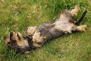 Roll: Dog - Wirehaired Dachshund - rolling on back