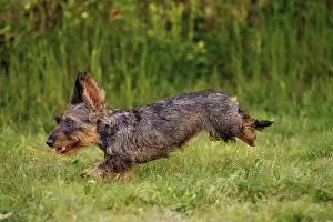 Tecel: Dog - Wirehaired Dachshund - running