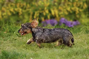 Tecel: Dog - Wirehaired Dachshund - running
