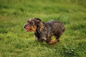Tecel: Dog - Wirehaired Dachshund - running