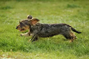 Tecel: Dog - Wirehaired Dachshund - running