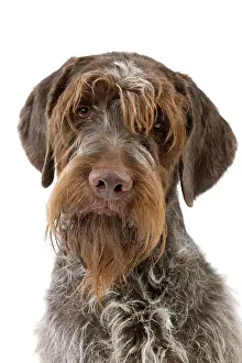 Griffons: Dog - Wirehaired Pointing Griffon / Korthals Griffon Dog