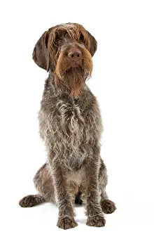 Griffons: Dog - Wirehaired Pointing Griffon / Korthals Griffon Dog