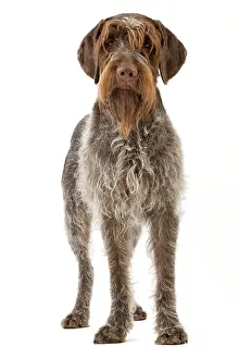 Griffons: Dog - Wirehaired Pointing Griffon / Korthals Griffon Dog