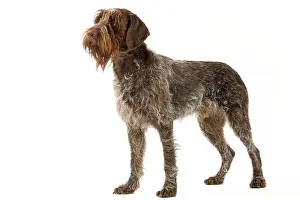 Griffons: Dog - Wirehaired Pointing Griffon / Korthals Griffon Dog