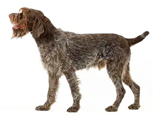 Griffons: Dog - Wirehaired Pointing Griffon / Korthals Griffon Dog