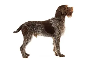 Griffons: Dog - Wirehaired Pointing Griffon / Korthals Griffon Dog