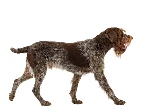Griffons: Dog - Wirehaired Pointing Griffon / Korthals Griffon Dog