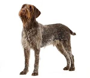 Griffons: Dog - Wirehaired Pointing Griffon / Korthals Griffon Dog