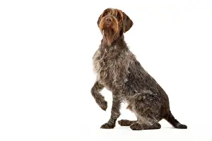 Griffons: Dog - Wirehaired Pointing Griffon / Korthals Griffon Dog