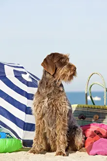 Umbrellas: Dog - Wirehaired Pointing / Korthals Griffon - on the beach
