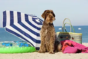 Umbrellas: Dog - Wirehaired Pointing / Korthals Griffon - on the beach