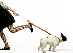 Sausage: Dog - woman pulling dog on sausage lead