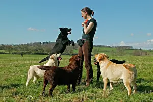 Liver: Dog - Woman walking Yellow, Black & Chocolate Labrador