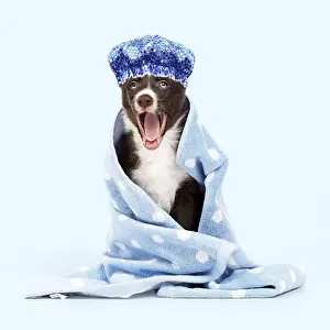 Wrapped: Dog wrapped in a towel wearing a shower cap