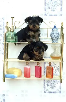 Balancing: DOG - x two puppies balancing on Bathroom shelves