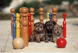 Rows: Dog - x three, Puppies, by skittle set