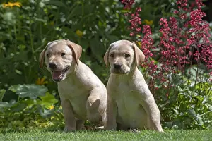 Labarador: DOG. X2 Yellow Labarador puppies (8 weeks old