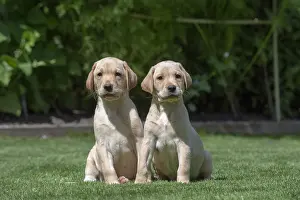 Labarador: DOG. X2 Yellow Labarador puppies (8 weeks old