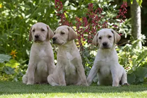 Labarador: DOG. X3 Yellow Labarador puppies (8 weeks old